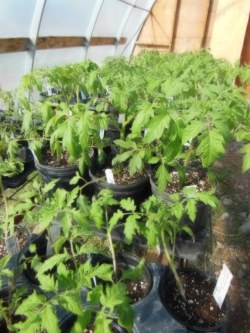 Tomato Plants for Sale