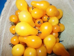 Yellow Pear-Shaped Tomatoes